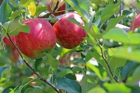 韩版的苹果支持:山东苹果保险赔付超3000万，赔付率高达192.21%
