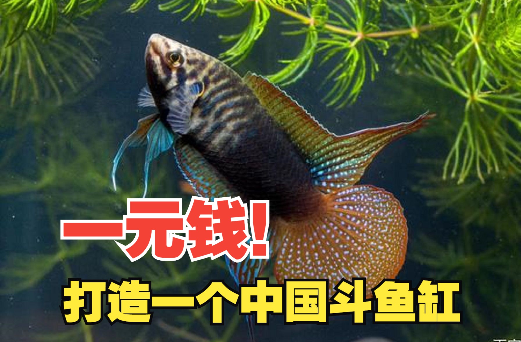 d斗鱼客户端斗鱼app下载官网下载