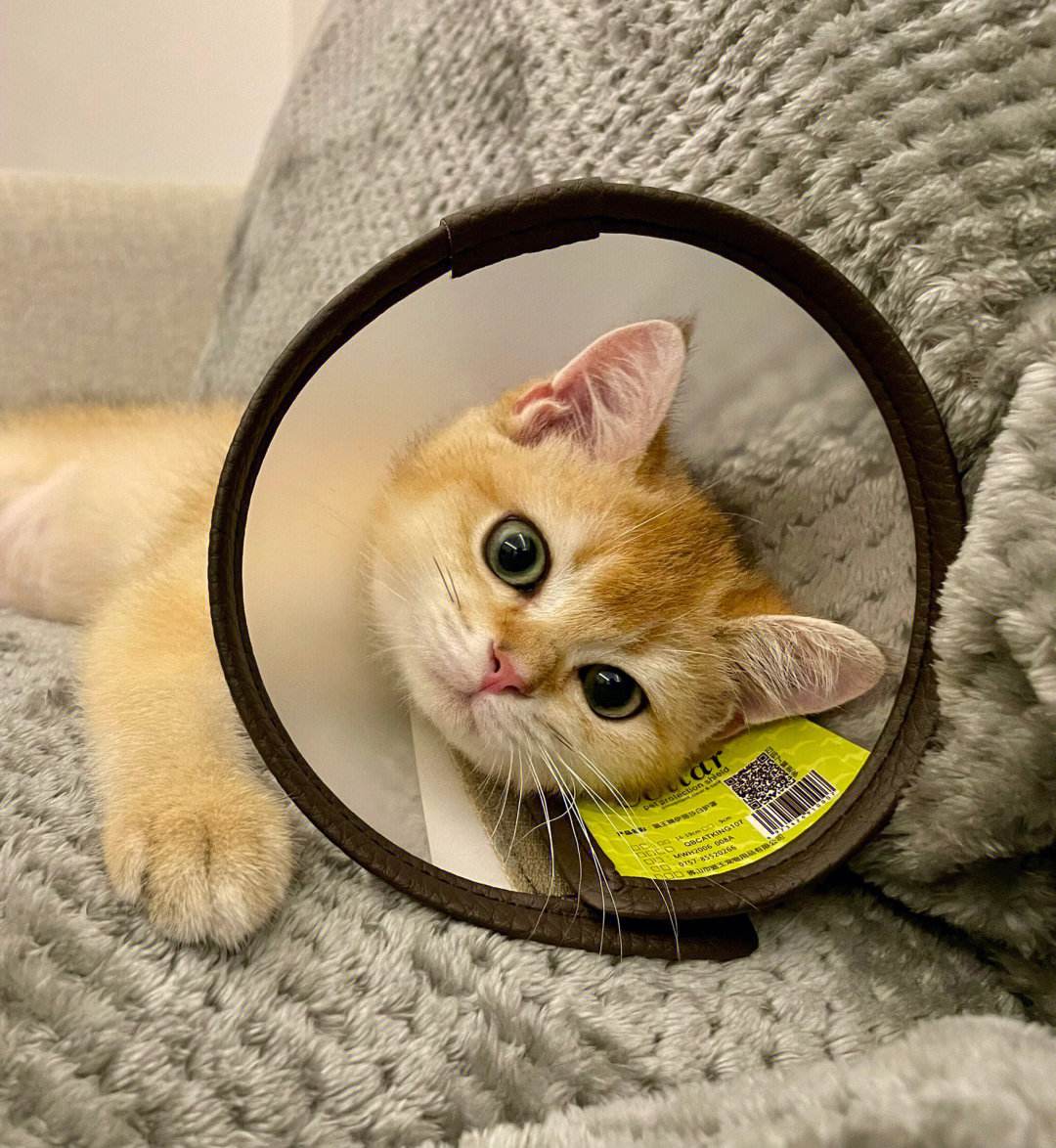 圈小猫安卓版小猫视频直播app海外版-第2张图片-太平洋在线下载